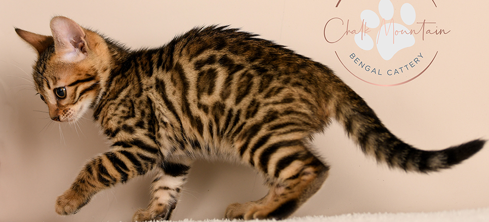Bengal kitten for sale